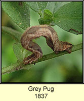 Grey Pug, Eupithecia subfuscata