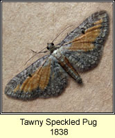 Tawny Speckled Pug, Eupithecia icterata ssp fulvata