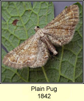 Plain Pug, Eupithecia simpliciata