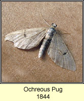 Ochreous Pug, Eupithecia indigata