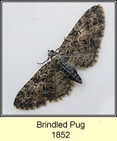 Brindled Pug, Eupithecia abbreviata