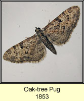 Oak-tree Pug, Eupithecia dodoneata