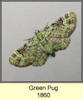 Green Pug, Pasiphila rectangulata