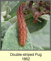 Double-striped Pug, Gymnoscelis rufifasciata