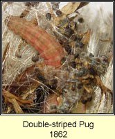 Double-striped Pug, Gymnoscelis rufifasciata
