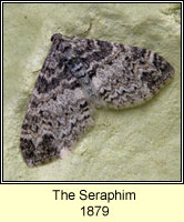 Seraphim, Lobophora halterata
