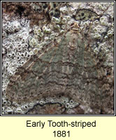 Early Tooth-striped, Trichopteryx carpinata