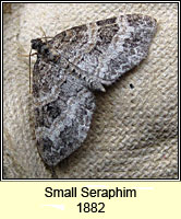 Small Seraphim, Pterapherapteryx sexalata