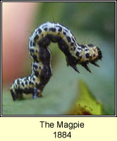 Magpie, Abraxas grossulariata