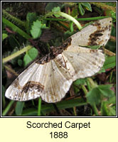 Scorched Carpet, Ligdia adustata