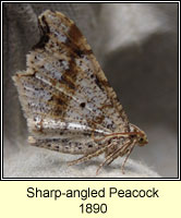 Sharp-angled Peacock, Macaria alternata