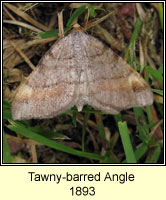 Tawny-barred Angle, Macari liturata