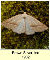 Brown Silver-line, Petrophora chlorosata