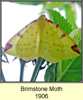 Brimstone Moth, Opisthograptis luteolata