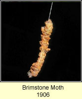 Brimstone Moth, Opisthograptis luteolata
