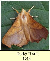 Dusky Thorn, Ennomos fuscantaria
