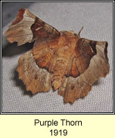Purple Thorn, Selenia tetralunaria