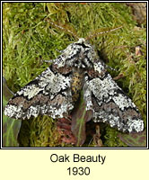 Oak Beauty, Biston strataria