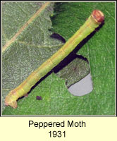 Peppered Moth, Biston betularia