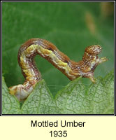 Mottled Umber, Erannis defoliaria
