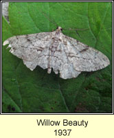Willow Beauty, Peribatodes rhomboidaria
