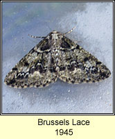 Brussels Lace, Cleorodes lichenaria