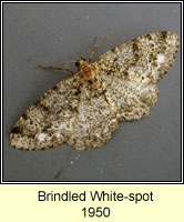 Brindled White-spot, Parectropis similaria