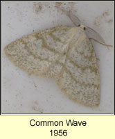 Common Wave, Cabera exanthemata