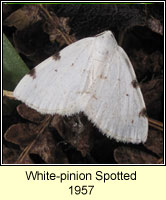 White-pinion Spotted, Lomographa bimaculata