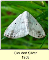 Clouded Silver, Lomographa temerata