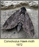 Convolvulus Hawk-moth, Agrius convolvuli