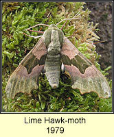 Lime Hawk-moth, Mimas tiliae