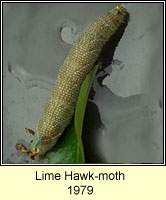 Lime Hawk-moth, Mimas tiliae