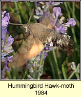 Hummingbird Hawk-moth, Macroglossum stellatarum