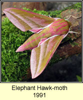 Elephant Hawk-moth, Deilephila elpenor