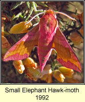 Small Elephant Hawk-moth, Deilephila porcellus