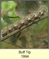 Buff Ermine, Phalera bucephala