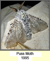 Puss Moth, Cerura vinula