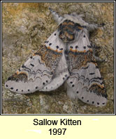 Sallow Kitten, Furcula furcula