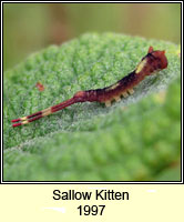 Sallow Kitten, Furcula furcula