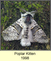 Poplar Kitten, Furcula bifida