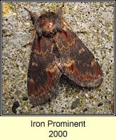 Iron Prominent, Notodonta dromedarius