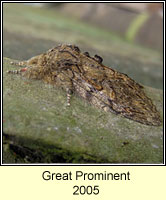 Great Prominent, Peridea anceps