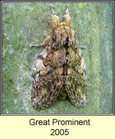 Great Prominent, Peridea anceps