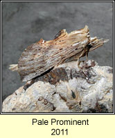 Pale Prominent, Pterostoma palpina