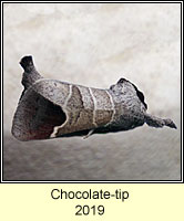 Chocolate-tip, Clostera curtula