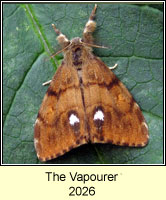 The Vapourer, Orgyia antiqua