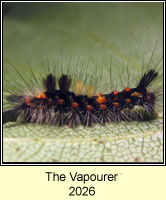 The Vapourer, Orgyia antiqua larva