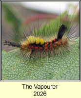 The Vapourer, Orgyia antiqua larva