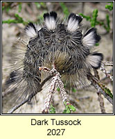 Dark Tussock, Dicallomera fascelina